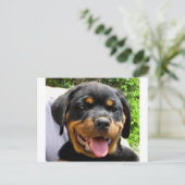 Rottweiler Postkarte (Stehend Vorderseite)
