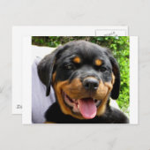 Rottweiler Postkarte (Vorne/Hinten)