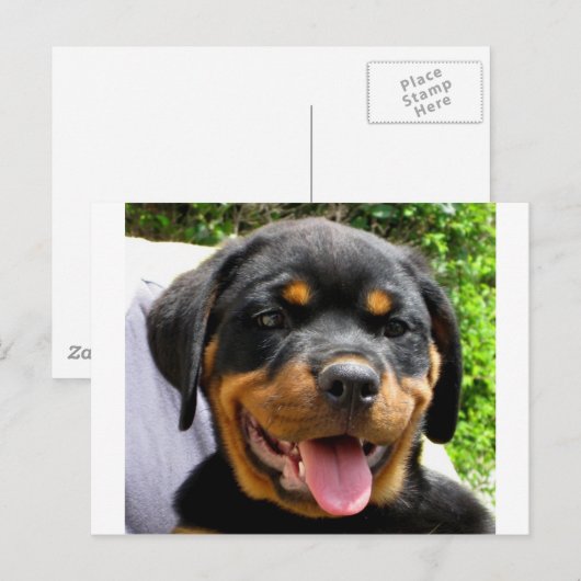 Rottweiler Postkarte (Vorne/Hinten)