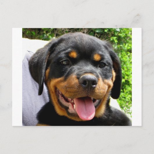 Rottweiler Postkarte (Vorderseite)