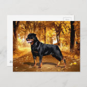 Rottweiler Postkarte (Vorne/Hinten)