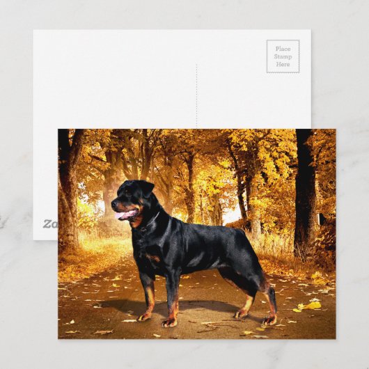 Rottweiler Postkarte (Vorne/Hinten)