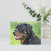 Rottweiler Postkarte (Stehend Vorderseite)