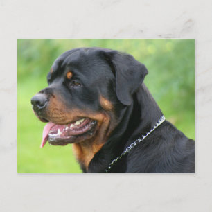 Rottweiler Postkarte