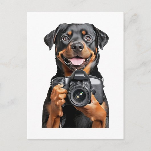 Rottweiler   postkarte (Vorderseite)