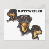 Rottweiler Postkarte (Vorderseite)