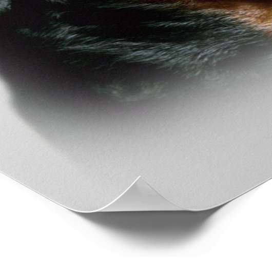 Rottweiler Print Poster (Ecke)