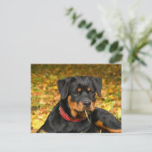 Rottweiler Pup auf dem Boden im Wald Postkarte (Stehend Vorderseite)