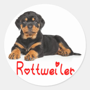 Rottweiler Puppy Brown & Black Dog Red Liebe Runder Aufkleber