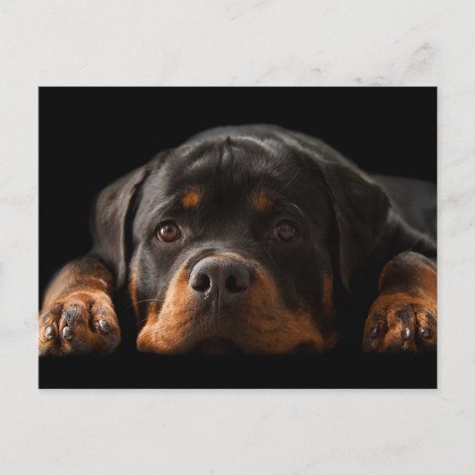 Rottweiler Puppy Dog Greeting Postcard - Blank Postkarte (Vorderseite)