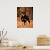 Rottweiler Puppy Dog Poster (Küche)