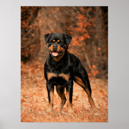Rottweiler Puppy Dog Poster