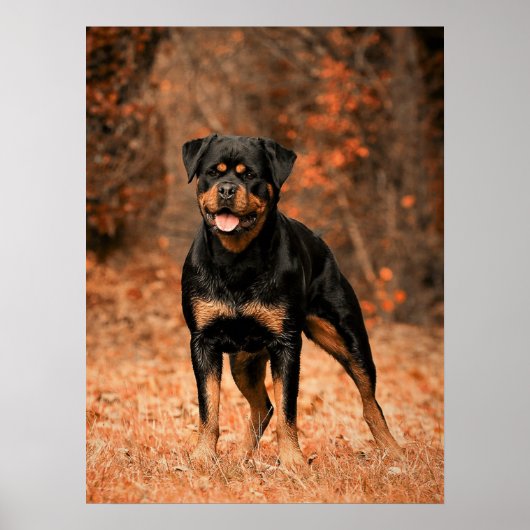 Rottweiler Puppy Dog Poster (Vorne)