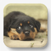 Rottweiler Puppy Pappteller (Vorderseite)
