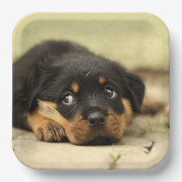 Rottweiler Puppy Pappteller