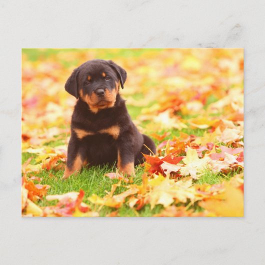 Rottweiler Puppy Sitting In Autumn Leaves Postkarte (Vorderseite)