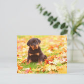 Rottweiler Puppy Sitting In Autumn Leaves Postkarte (Stehend Vorderseite)