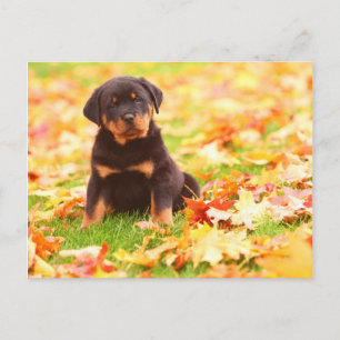 Rottweiler Puppy Sitting In Autumn Leaves Postkarte
