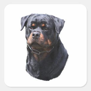 Rottweiler Quadratischer Aufkleber