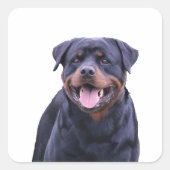 Rottweiler Quadratischer Aufkleber (Vorderseite)