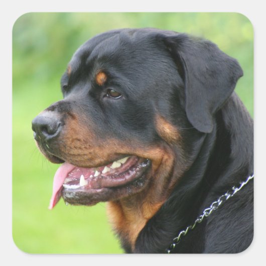Rottweiler Quadratischer Aufkleber (Vorderseite)