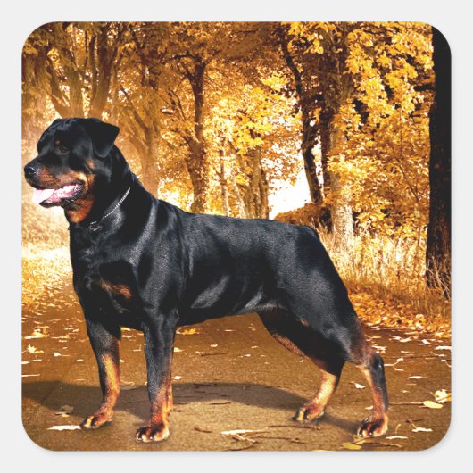 Rottweiler Quadratischer Aufkleber (Vorderseite)