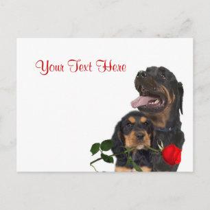 Rottweiler Rote Rose Valentine Design Feiertagspostkarte