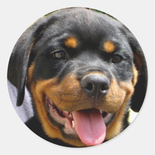 Rottweiler Runder Aufkleber (Vorderseite)