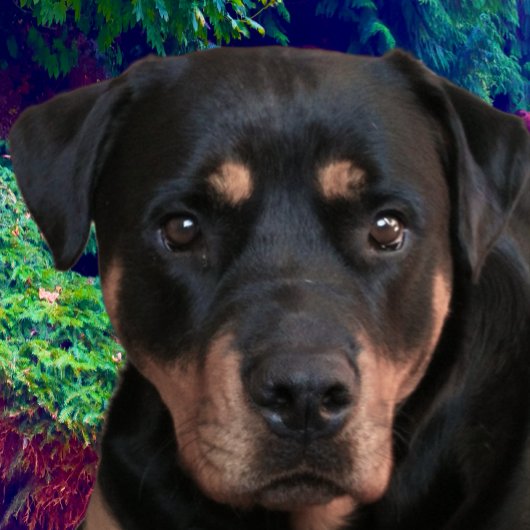 Rottweiler, selbstsicherer Wächter Tri-Blend Shirt