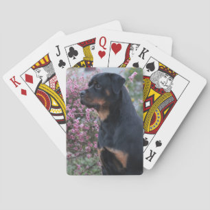 Rottweiler Spielkarten