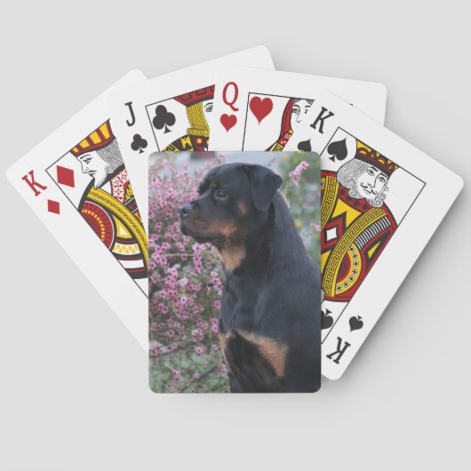 Rottweiler Spielkarten (Rückseite)