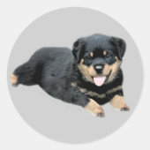 Rottweiler Sticker (Vorderseite)