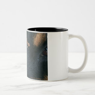 Rottweiler u. Salamander-Tasse Zweifarbige Tasse