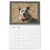 Rottweiler und Pitbuler Kalender (Feb 2026)