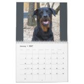 Rottweiler und Pitbuler Kalender (Jan 2027)