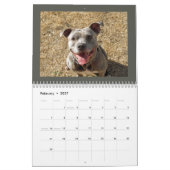 Rottweiler und Pitbuler Kalender (Feb 2027)