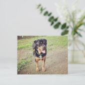 rottweiler-voll postkarte (Stehend Vorderseite)