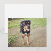 rottweiler-voll postkarte (Vorne/Hinten)