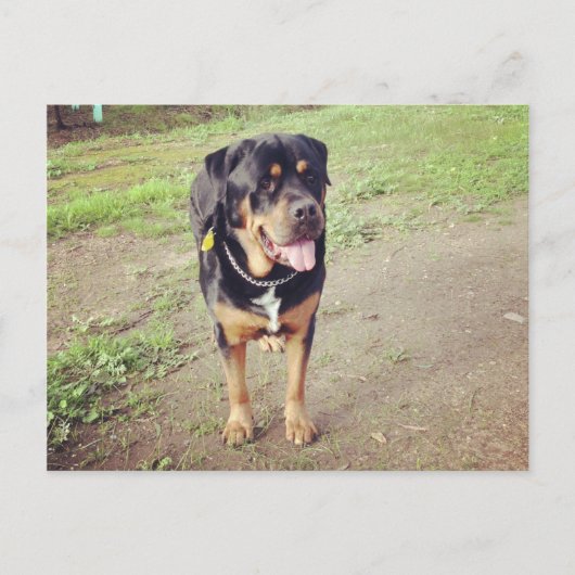 rottweiler-voll postkarte (Vorderseite)