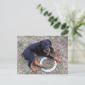 Rottweiler Welpe "Innocent" Postkarte (Stehend Vorderseite)