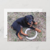 Rottweiler Welpe "Innocent" Postkarte (Vorne/Hinten)