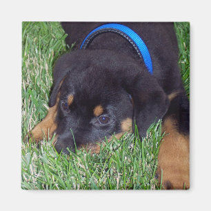 rottweiler Welpe Magnet