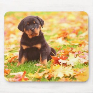 Rottweiler Welpe sitzt im Herbst Leaves Mousepad