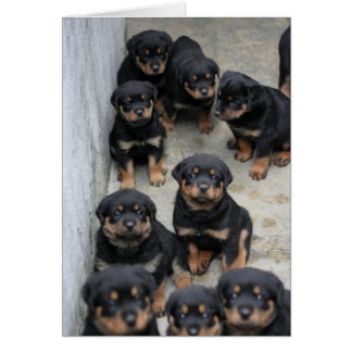 Rottweiler Welpen