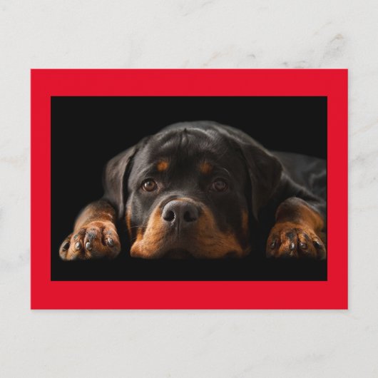 Rottweiler Welpen Hund Grußkarte - Leere Postkarte (Vorderseite)