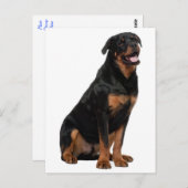 Rottweiler Welpen Hund - Hallo, Denken Sie an Sie, Postkarte (Vorne/Hinten)