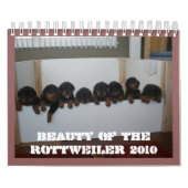 Rottweiler Welpen-Kalender Kalender (Titelbild)