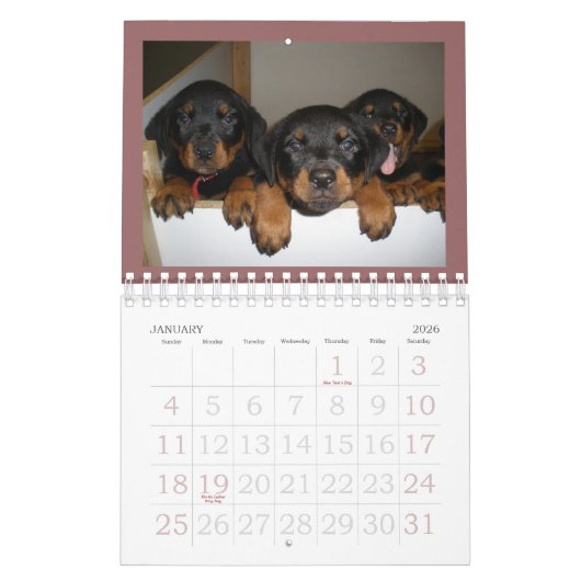Rottweiler Welpen-Kalender Kalender (Jan 2026)