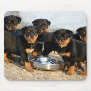 rottweiler Welpen Mousepad
