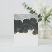 Rottweiler Welpen Postkarte (Stehend Vorderseite)